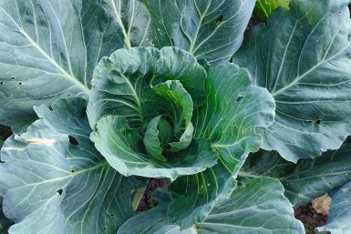 Капуста Автора