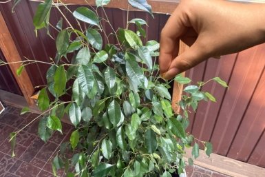 Фикусу Бенджамина обязательно в апреле: 1 ложка на 1 л. теплой воды – и листья крепкие, зеленые, крупные ИА Stavropol.Media