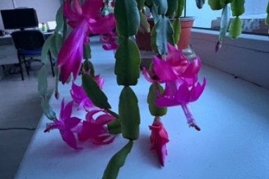 Даже чахлый декабрист оживет: по 5 капель на почку - и сухой стебель даст бурный рост ИА Stavropol.Media