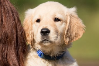 Поменяла рацион своему лабрадору в 7 лет - и он снова стал бодрым и активным после перехода на специальный корм pxhere.com