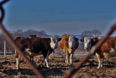 Карантин по бруцеллёзу ввели в подворьях двух округов Ставрополья Ольга Брютова, ИА UssurMedia