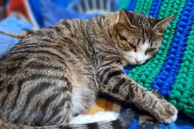 Проигнорировал этот симптом — и кошке пришлось удалить два зуба: вот что должно насторожить Ольга Костенко, ИА UssurMedia