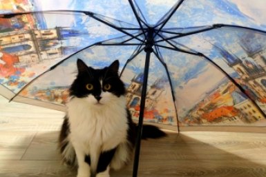 С дождей начнется новая рабочая неделя на Ставрополья ИА Stavropol.Media