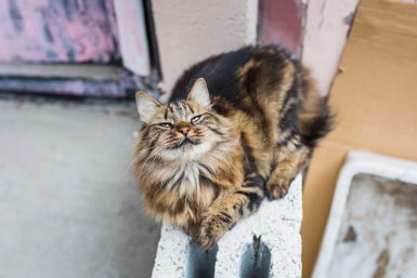 Изучила &quotкошачий язык&quot сна: что на самом деле значит, когда питомец ложится на ноги хозяину Мария Смитюк, ИА PrimaMedia