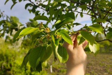 Неприемлемые соседи: какие растения мешают груше плодоносить - проверьте свой сад ИА StavropolMedia