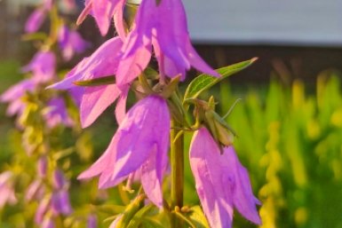 Колокольчики Автора