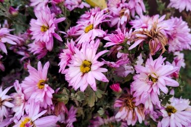 Хризантемы Автора