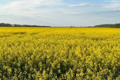 Урожай под угрозой: посевы озимого рапса заражены бактериозом на Ставрополье