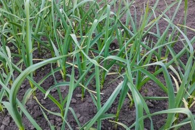 Апрельские объятия для чеснока: что нужно сделать до подкормок, чтобы головки выросли с кулак ИА StavropolMedia