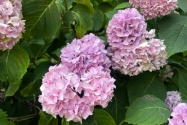 Хитрость бурного цветения гортензии от мудрых садоводов: обрезают в апреле так — осенью пышные бутоны, руками не обхватить ИА Stavropol.Media