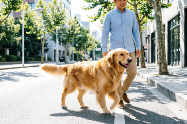 Какие 4 породы собак не убегут от хозяина на улице - поводок не покупайте Создано с помощью ИИ