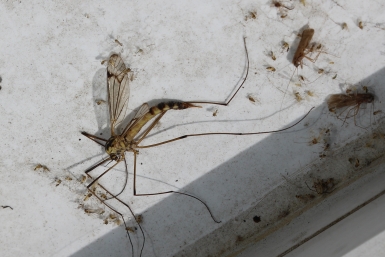 Использую розмарин вместо ядовитой химии - и комары улетают прочь, едва почувствовав запах Евгений Никитенко, корр. ИА AmurMediа