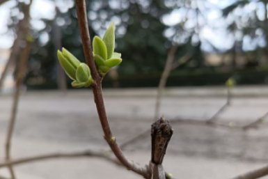 К распусканию почек — обязательно: что сделать до весенней обработки сада — иначе толку — ноль ИА SevastopolMedia