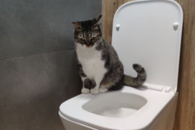 Добавляю пару кубиков льда в миску 2 раза в день - и кот забыл про унитаз и теперь пьет только из своей посуды ИА Stavropol.Media