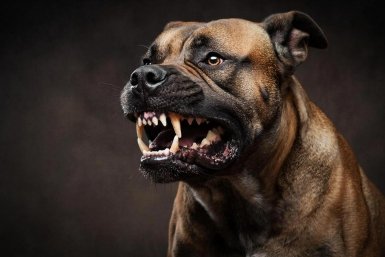 Осторожно, очень злые: 8 самых агрессивных собак - укусят даже хозяина Создано при помощи ИИ
