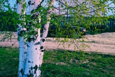 Берёза Автора