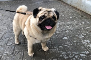 Перестал разводить бульдогов через 15 лет: деньги не стоят того, чтобы видеть, как твои щенки задыхаются Артем Дубенчук