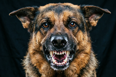 Цапнут даже хозяина: 8 пород, которые чаще кусаются - не заводите, если боитесь Создано с помощью ИИ