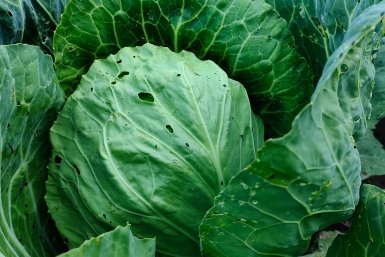 Карката Автора