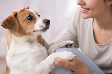 Запоминают команды с первого раза: 5 собак, которые подойдут новичкам - кинолог рекомендует Создано при помощи ИИ