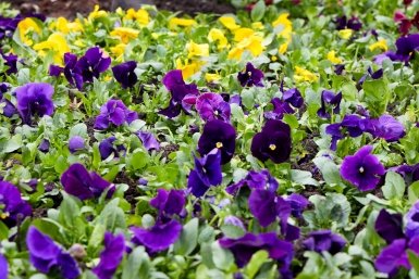 Виолы, тюльпаны и незабудки вспыхнут на клумбах Ставрополя этой весной пресс-служба администрации Ставрополя