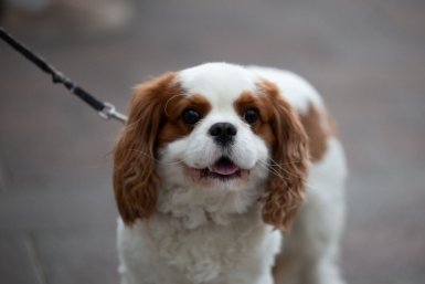 У этих собак клеймо &quotплохишей&quot: 4 породы, которые нужно заводить с умом ИА Stavropol.Media