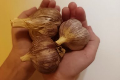 Всего 3 подкормки весной - и чеснок размером с ладонь: даем сразу после схода снега ИА KrasnodarMedia