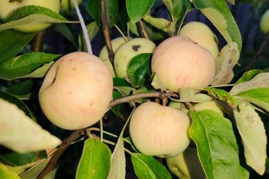 Яблоки Автора