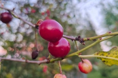 Вишня Автора