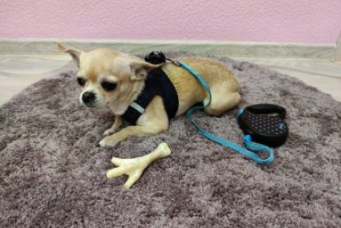 Гладишь собаку, а она рычит: 4 сигнала, которые нельзя игнорировать ИА Stavropol.Media