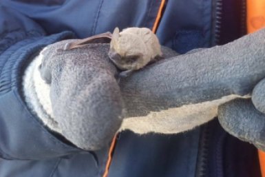 В Ставрополе спасатели выгнали из дома летучую мышь, спрятавшуюся на карнизе пресс-служба ПАСС СК