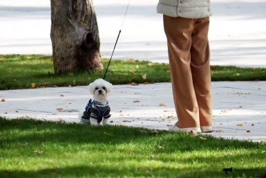 Проблемы ввода обязательной регистрации домашних питомцев назвали на Ставрополье ИА Stavropol.Media