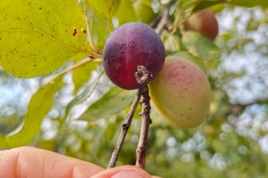 Слива Автора