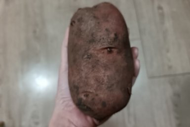 Даже палка даст щетку корней: втыкаем черенок в овощ — мощный природный корнеобразователь ИА StavropolMedia