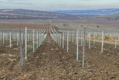 Новые виноградники появятся в этом году сразу в трех округах Ставрополья