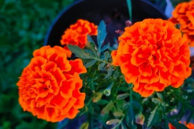 Бархатцы Автора