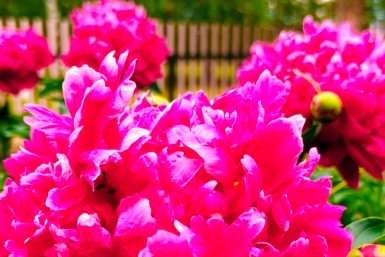 Пион Автора