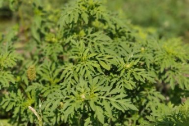 "Чёрный" список опасных чужеродных растений составляют на Ставрополье