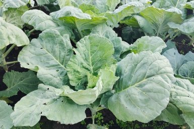 Капуста Автора