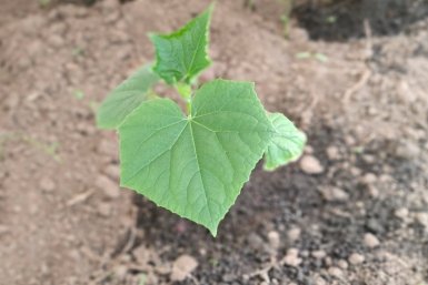 Огурцы Автора