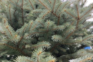 Голубая ель Автора