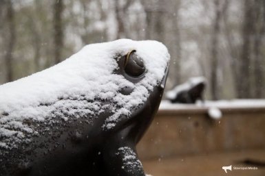 Дождь, снег, туман: все виды осадков прогнозируют для ставропольцев на Пасху ИА Stavropol.Media