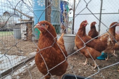 Курица, куры ИА StavropolMedia