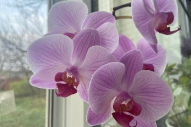 Орхидеи покроются бутонами и цветут без остановки: в Сеть слили мощную подкормку от цветоводов ИА Stavropol.Media