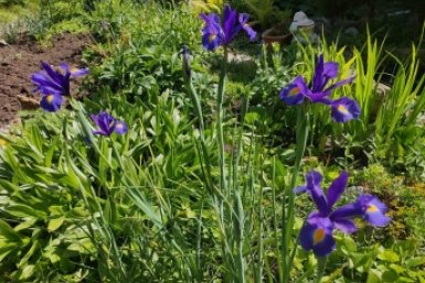 Как ирисы тронулись в рост — обязательно: 3 шага весной для пышного цветения, бородатым и безбородым ИА SevastopolMedia