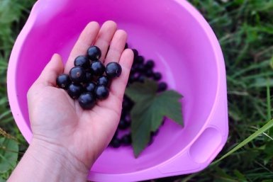 Смородина Автора