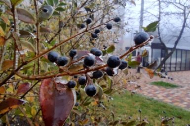 Заморозки ожидаются на Ставрополье в течение трех дней ИА Stavropol.Media