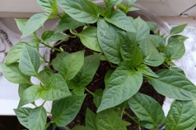 Не на южном окне: где лучше всего растет рассада перца — кустики один к одному, плотные и коренастые ИА StavropolMedia