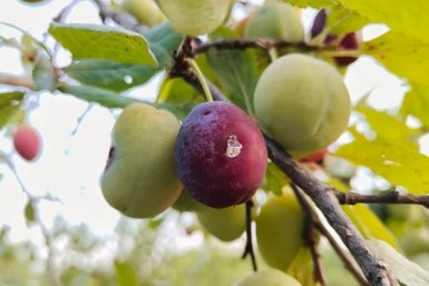 Слива Автора