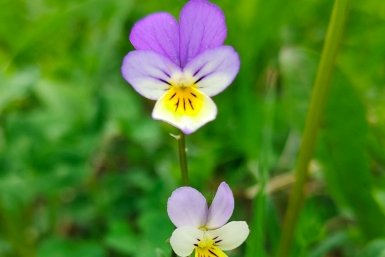 Не растение, а марафонец: цветет с весны и до конца лета - всего 1 секрет в уходе